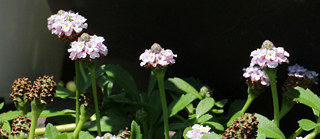 ピンク色のヒメイワダレソウの花