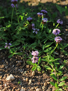 ヒメイワダレソウ(姫岩垂草)(フィラ・ノディフローラ、リッピア・カネスケンス)(撮影日：2022年6月4日)