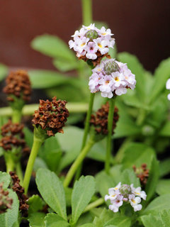 ヒメイワダレソウ(姫岩垂草)(フィラ・ノディフローラ、リッピア・カネスケンス)