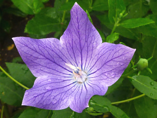 キキョウの合弁花 (桔梗) (撮影日：2013年7月10日) 