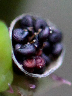 スベリヒユ(滑莧)(2-2) 開いた果実と中の種子の様子(撮影日：2022年10月16日)