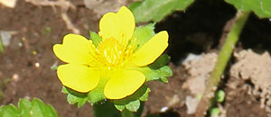 黄色のヘビイチゴの花