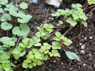 ヘビイチゴ (蛇苺) (撮影日:2021年8月23日)