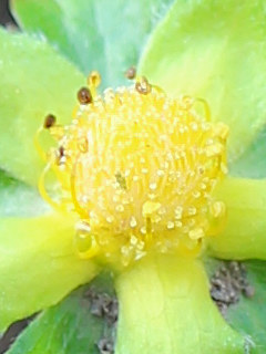 ヘビイチゴの雄しべと雌しべ (撮影日:2022年4月23日)