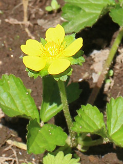 黄色のヘビイチゴの花 (蛇苺) (撮影日:2024年4月25日)