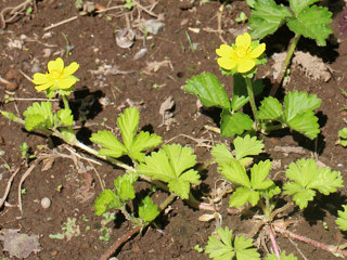 ヘビイチゴのランナーが伸びる様子 (撮影日:2024年4月25日)