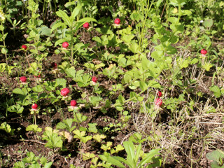 赤く熟したヘビイチゴの株 (撮影日:2024年5月14日)