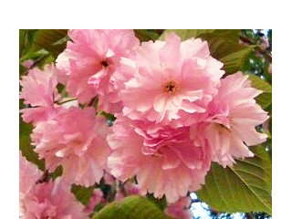 ヤエザクラ (八重桜) (撮影日：2013年4月8日)