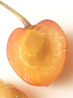 サクランボの核 (撮影日：2020年6月23日)