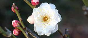 白色のウメの花 (梅)