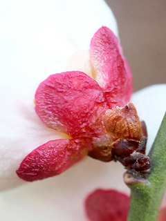 白色のウメの花(撮影日:2026年2月15日)