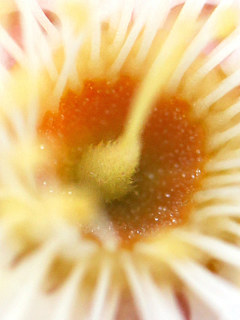 白色のウメの花(撮影日:2026年2月15日)