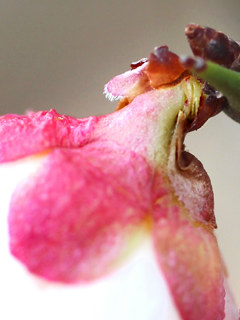 白色のウメの花(撮影日:2026年2月15日)