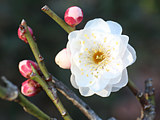 ウメ (梅) (撮影日：2026年2月15日)