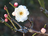 ウメ(梅) (撮影日：2026年2月15日)