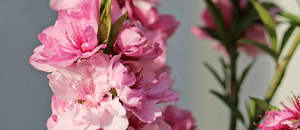 八重咲きのモモの花 (桃)