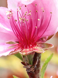 モモの萼片、苞葉と花柄 (撮影日：2024年4月11日)