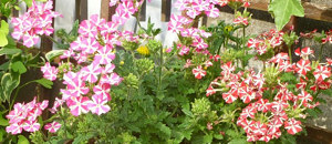 ピンク色のバーベナの花