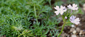 薄紫色のバーベナ・タピアンの花