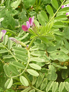 カラスノエンドウ (烏豌豆) (撮影日：2016年4月16日)