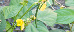 黄色のノアズキの花