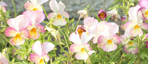 青色のビオラの花