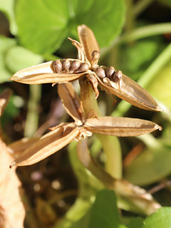 ビオラの果実 (撮影日：2024年12月6日) 