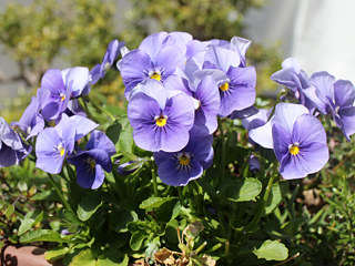 ビオラの花 (撮影日:2024年3月30日)