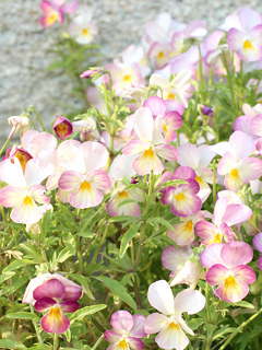 ビオラの花 (撮影日:2024年5月24日)