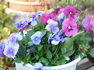 ビオラの花 (撮影日:2025年3月25日)