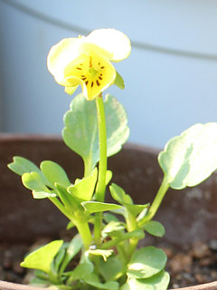 ビオラの花 (撮影日:2025年4月8日)