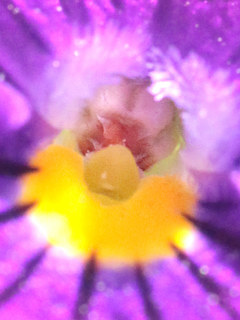 花の奥に見えるビオラの雄しべと雌しべ (撮影日:2025年4月10日)