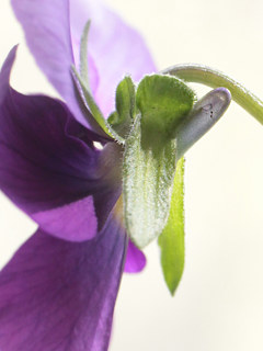 ビオラの距 (撮影日:2025年4月10日)