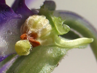 ビオラの雄しべと雌しべと脚柱の様子 (撮影日:2025年4月10日)