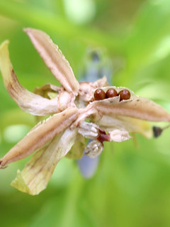 ビオラの花 (撮影日:2025年5月11日)