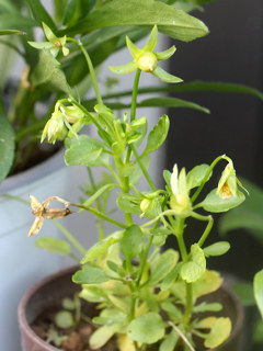 ビオラの花 (撮影日:2025年6月19日)