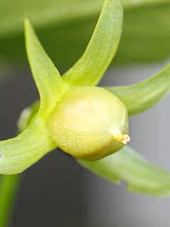 ビオラの花 (撮影日:2025年6月19日)