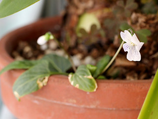 白紫色の有明菫の画像 (撮影日：2021年3月11日)