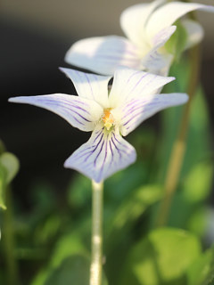 白紫色の有明菫の画像 (撮影日：2025年4月8日)