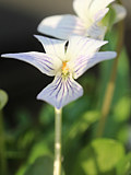 白紫色の有明菫の画像 (撮影日：2025年4月8日) 