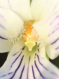 有明菫の花を覗いた雄しべと雌しべの画像 (撮影日:2025年4月8日)