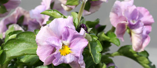 ビオラ・ヌーヴェルヴァーグの花