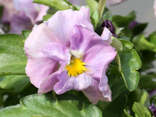 ビオラ・ヌーヴェルヴァーグ (撮影日：2024年3月11日)