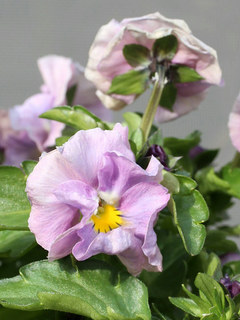 ビオラ・ヌーヴェルヴァーグ (撮影日：2024年3月11日)