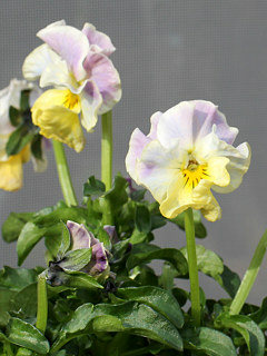 ビオラ・ヌーヴェルヴァーグ (撮影日：2024年3月11日)