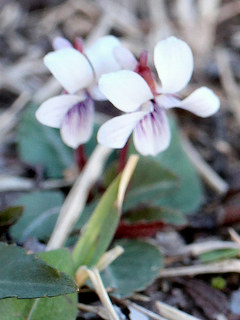 フモトスミレ (麓菫) (撮影日：2023年3月23日)