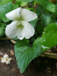 ビオラ・ソロリア・スノープリンセス (撮影日：2013年4月10日)