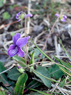 紫色の野路菫と思われる花の画像 (撮影日:2021年3月23日)
