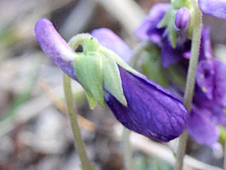 紫色の野路菫と思われる花の萼と距の画像 (撮影日:2021年3月23日)