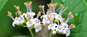 ムラサキシキブ(紫式部) コムラサキ(小紫)